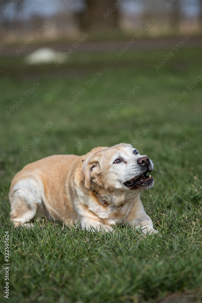 alter Labrador genießt Sonnenstrahlen
