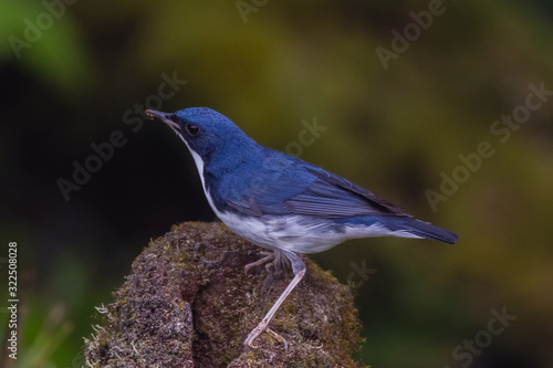 view of a beautiful bird in nature