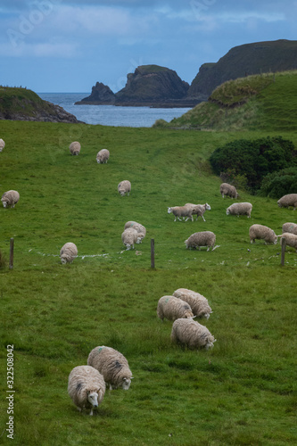 A vertical image of sheep grazing in a field near Port Swingo in the Scottish Highlands, United Kingdom with Farr Bay and a rocky shoreline with cliffs in the background, during cloudy day.  photo