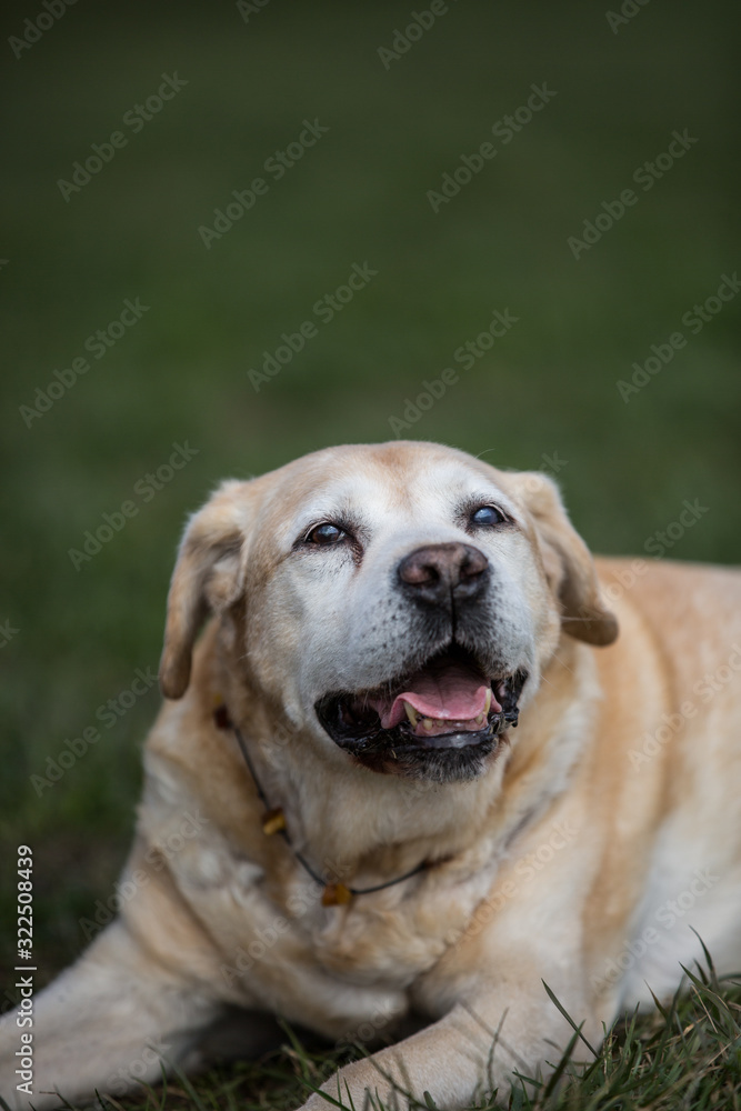 alter Labrador genießt Sonnenstrahlen