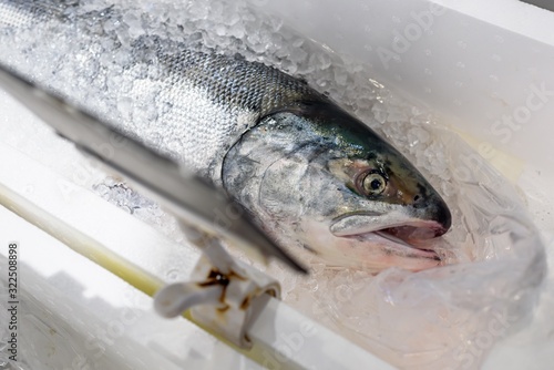 Fill Salmon (Akisake) on ice