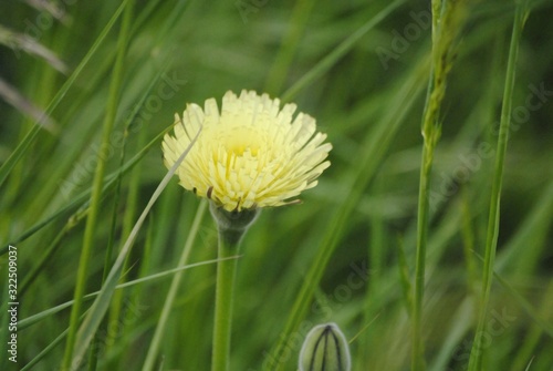 Fleur