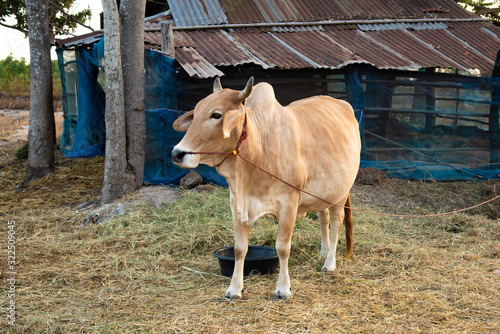 Cow in farmland agiculture concept. photo