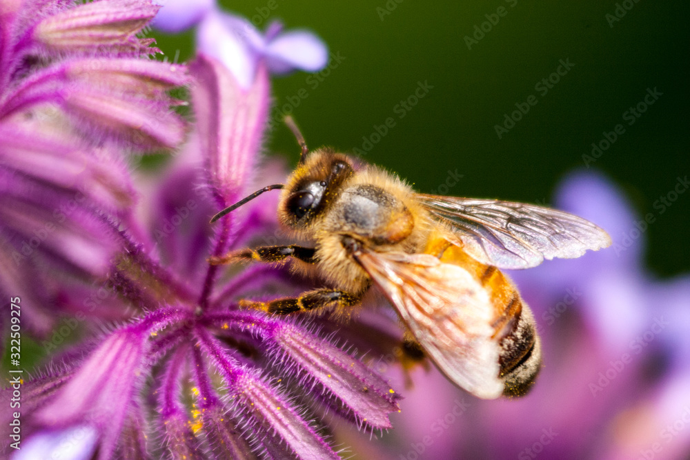 bee bee