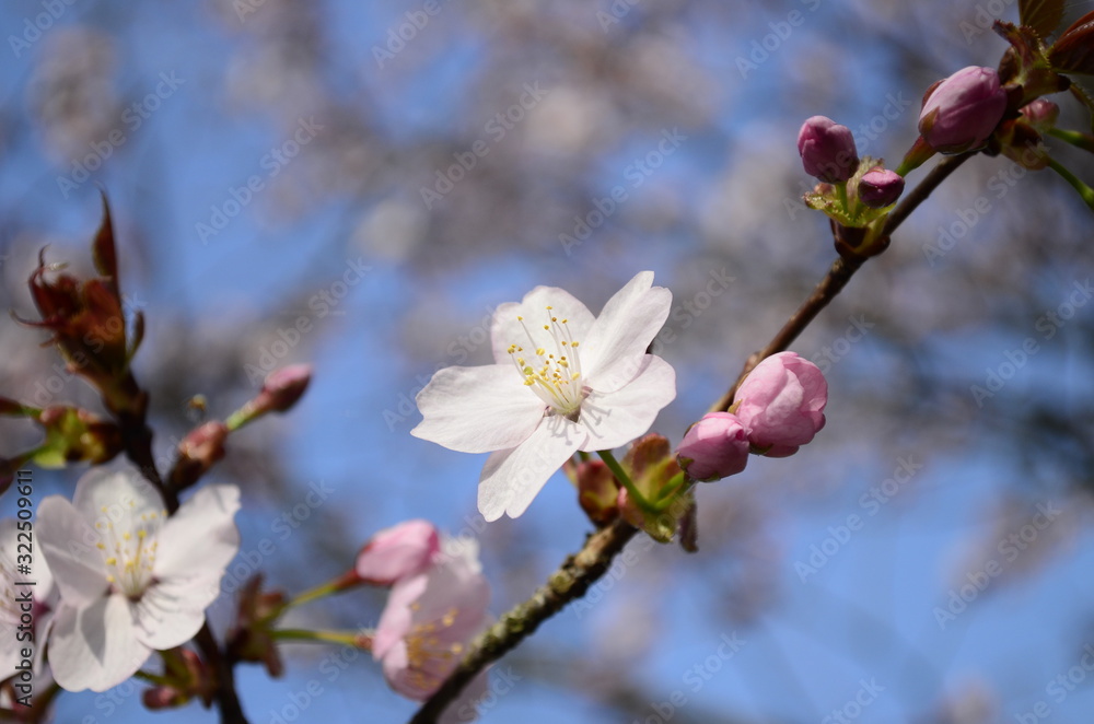 Cherry blossom close up. Selective focus and copy space. Spring sakura blossoms. Pink cherry blossom twig close up over blue bokeh background. Cherry blossom close up. Selective focus and copy space. Spring sakura blossoms. Pink cherry blossom twig close up over blue bokeh background.