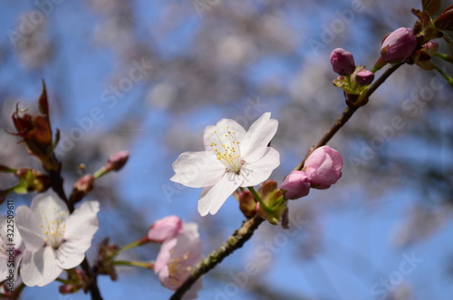 Cherry blossom close up. Selective focus and copy space. Spring sakura blossoms. Pink cherry blossom twig close up over blue bokeh background.
