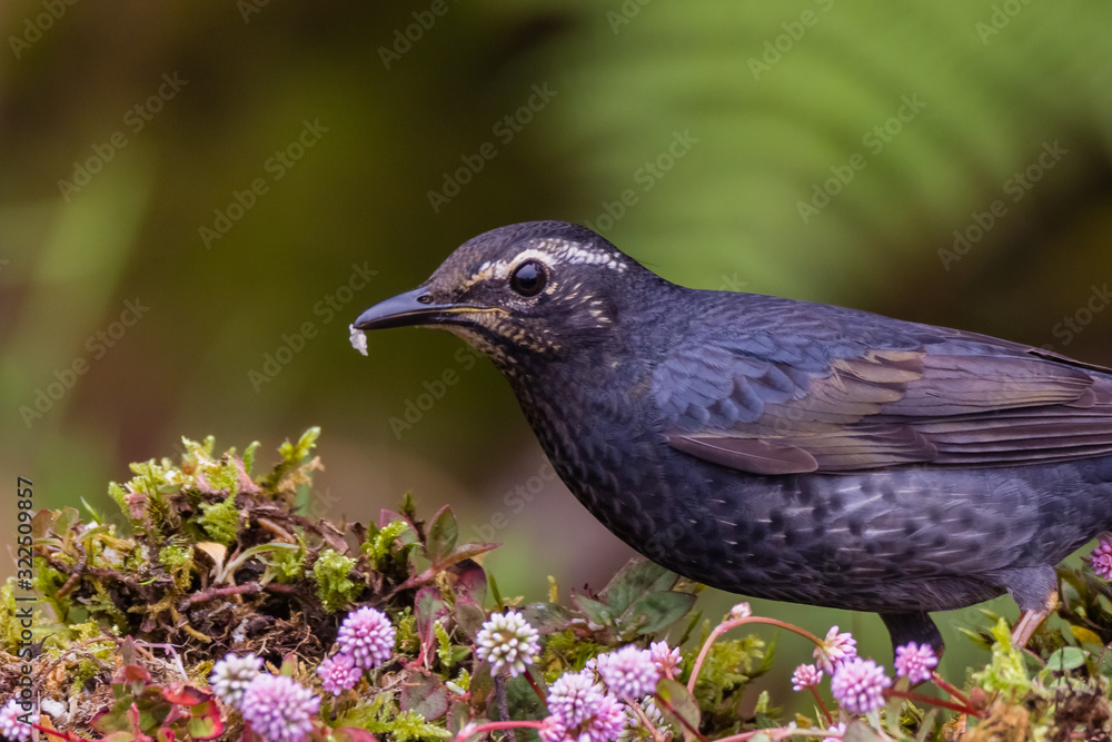 Obraz premium view of a beautiful bird in nature