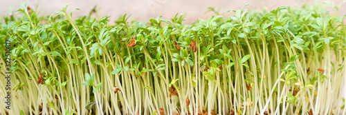 Φωτογραφία Closeup of sprouted grains cress salad grow on wet linen mat.