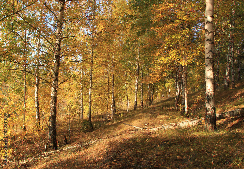 On the slope of the hill, small birches are rarely located in the Golden decoration of autumn. The morning rays of the sun touch their branches