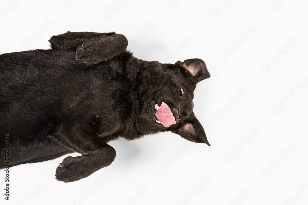 Obraz premium Crazy. Black labrador retriever having fun. Cute playful dog or purebred pet looks playful and cute isolated on white background. Concept of motion, action, movement, dogs and pets love. Copyspace.