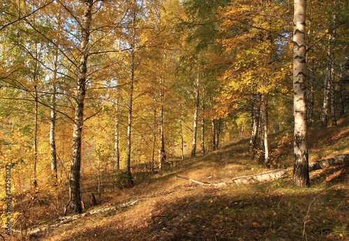 Fototapeta Naklejka Na Ścianę i Meble -  On the slope of the hill, small birches are rarely located in the Golden decoration of autumn. The morning rays of the sun touch their branches