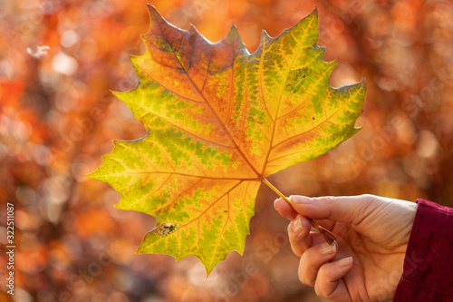 Woman hold fallen autumn leaf in hand with sun shining through
