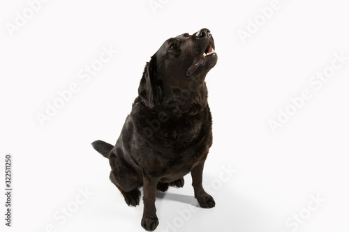 Fototapeta Naklejka Na Ścianę i Meble -  Listening. Black labrador retriever having fun. Cute playful dog or purebred pet looks playful and cute isolated on white background. Concept of motion, action, movement, dogs and pets love. Copyspace