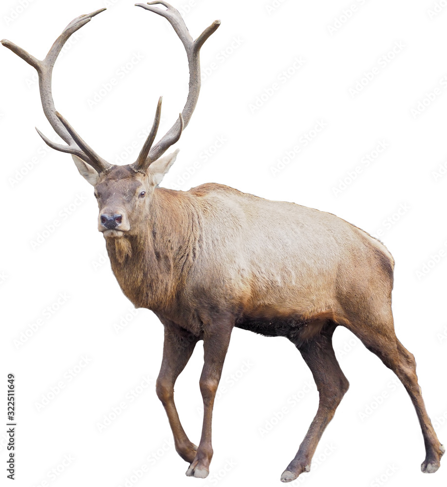 Obraz Brown deer standing full size isolated at white background