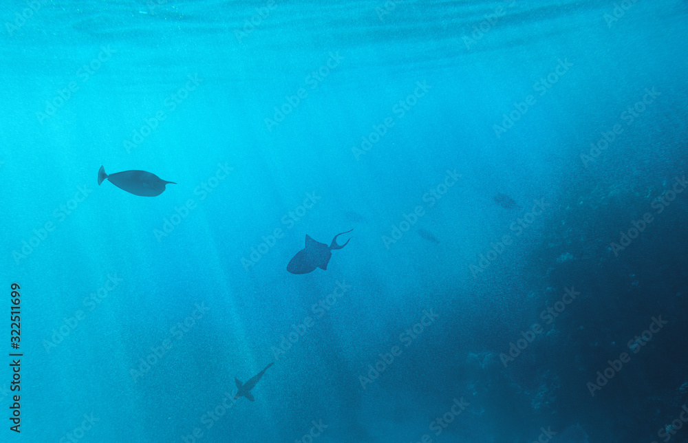 The beautiful underwater world of the Red Sea The beautiful underwater world of the Red Sea