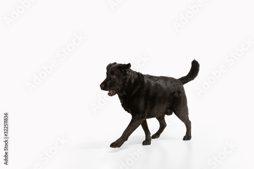 Fototapeta Naklejka Na Ścianę i Meble -  Businessman. Black labrador retriever having fun. Cute playful dog or purebred pet looks playful, cute isolated on white background. Concept of motion, action, movement, dogs and pets love. Copyspace.