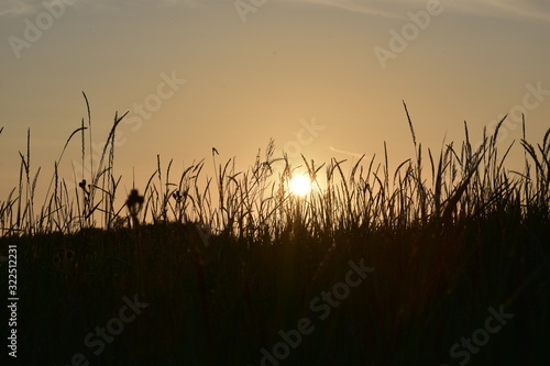 Sunset behind grass