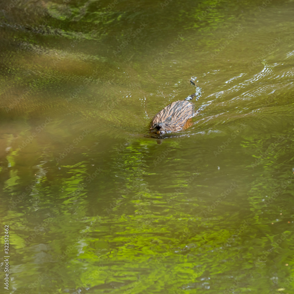 The muskrat (Ondatra zibethicus) floats in the water. The muskrat (Ondatra zibethicus), the only species in the family Cricetidae. The muskrat (Ondatra zibethicus) floats in the water. The muskrat (Ondatra zibethicus), the only species in the family Cricetidae.