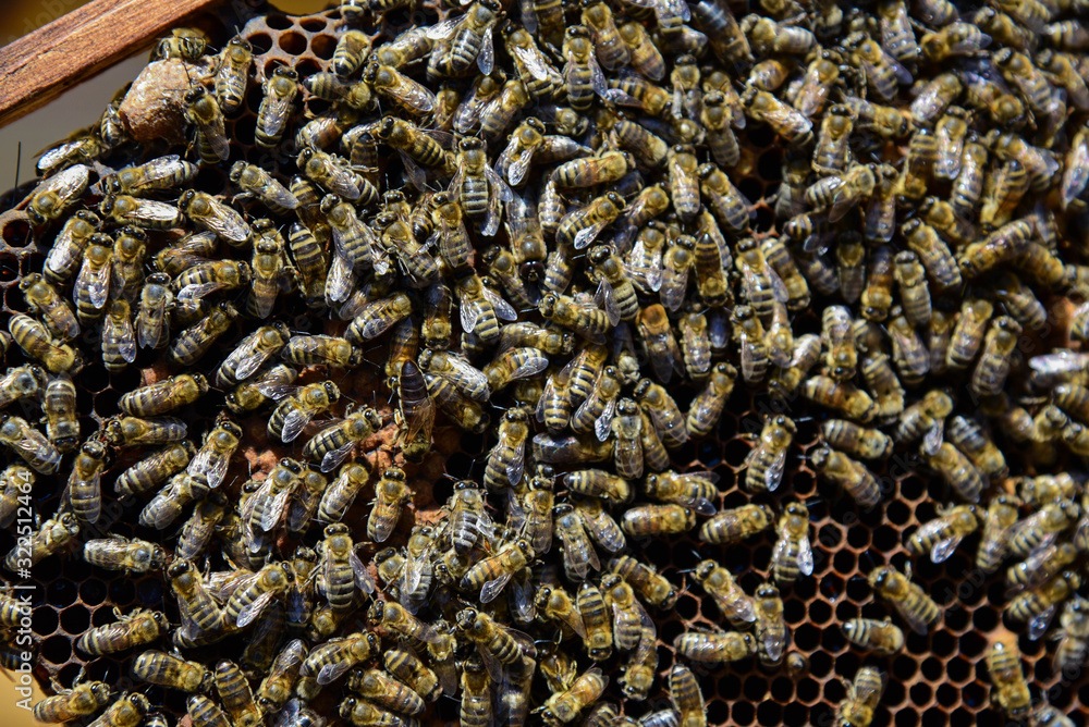 Roy bees on wax combs. Group of bees near a beehive. Bee honeycomb, Plank with honeycomb from the hive. Honey bee. Queen bee cocoon. Roy bees on wax combs. Group of bees near a beehive. Bee honeycomb, Plank with honeycomb from the hive. Honey bee. Queen bee cocoon.