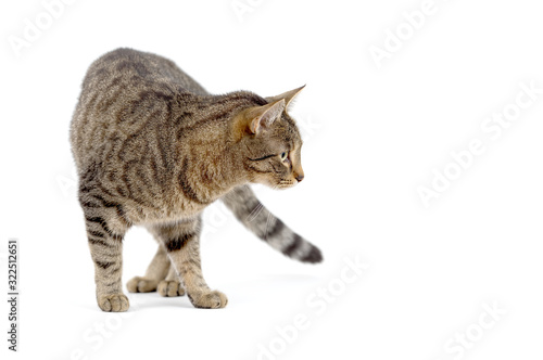 Fototapeta Naklejka Na Ścianę i Meble -  Adult tabby cat standing isolated on white background