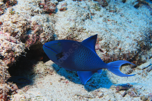 Red-toothed triggerfish © aquapix