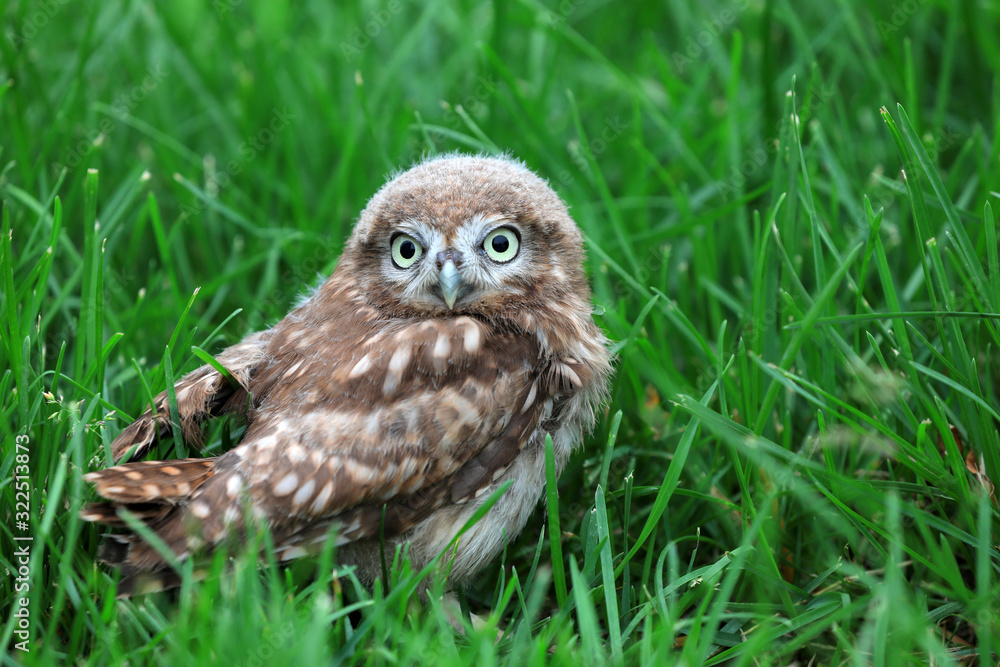 Owl Juvenile in the wild, close-up photos Owl Juvenile in the wild, close-up photos