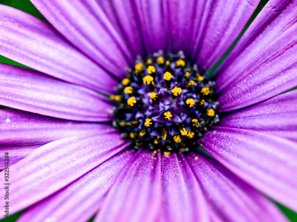 closeup of purple flower