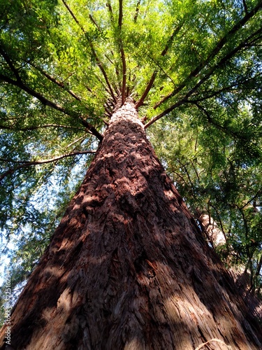 Séquoia toujours vert (Séquoia sempervirens) 1