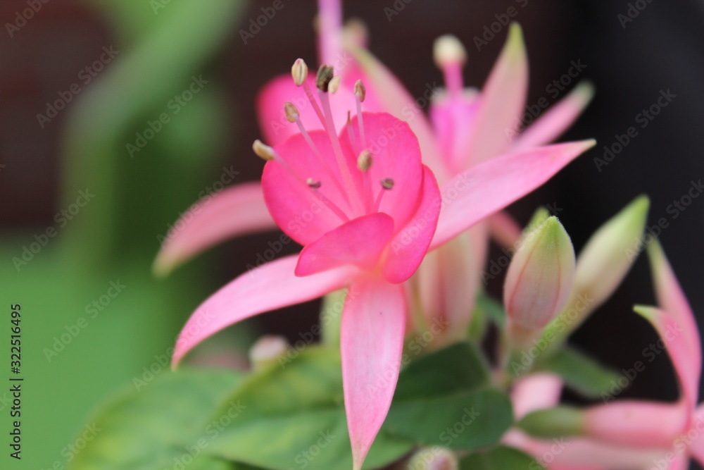 Fototapeta premium Flower