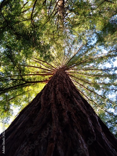 Séquoia toujours vert (Séquoia sempervirens) 2