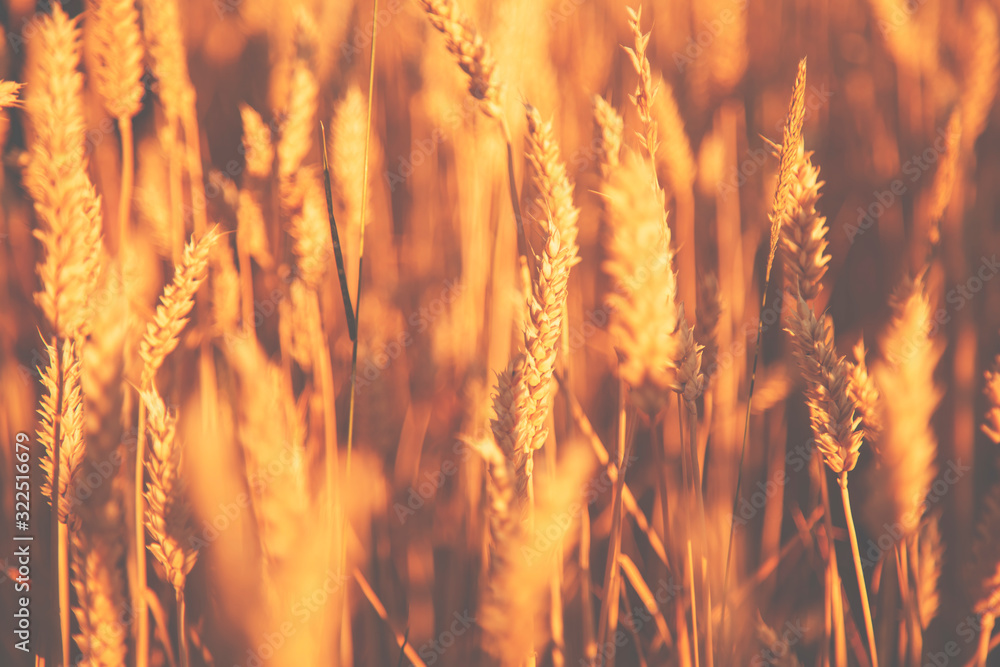 Gold yellow wheat field on the sunset. Close up nature photo. Harvest, agriculture, agronomy, industry concept.