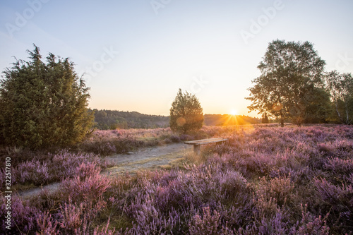 Lüneburger Heide, Heideblühte 