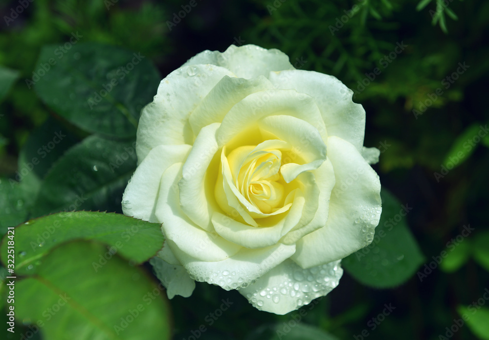 Close up of beautiful white rose and rain drops on petals. Close up of beautiful white rose and rain drops on petals.