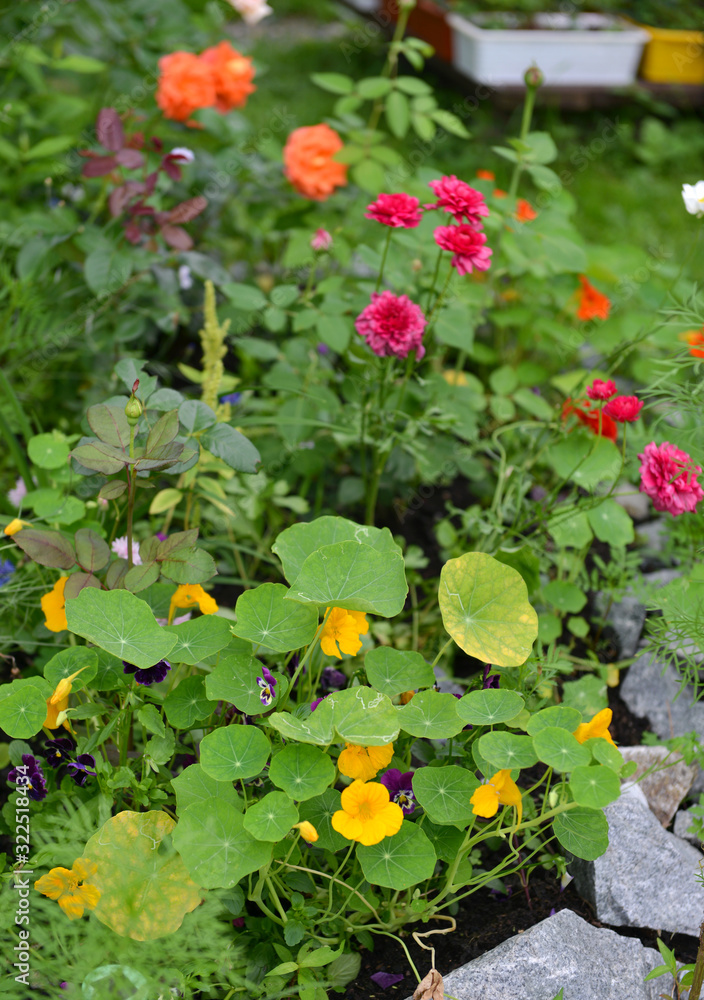 Naklejka premium Flowerbed with blooming nasturtium, ranunculus and orange rose flowers.