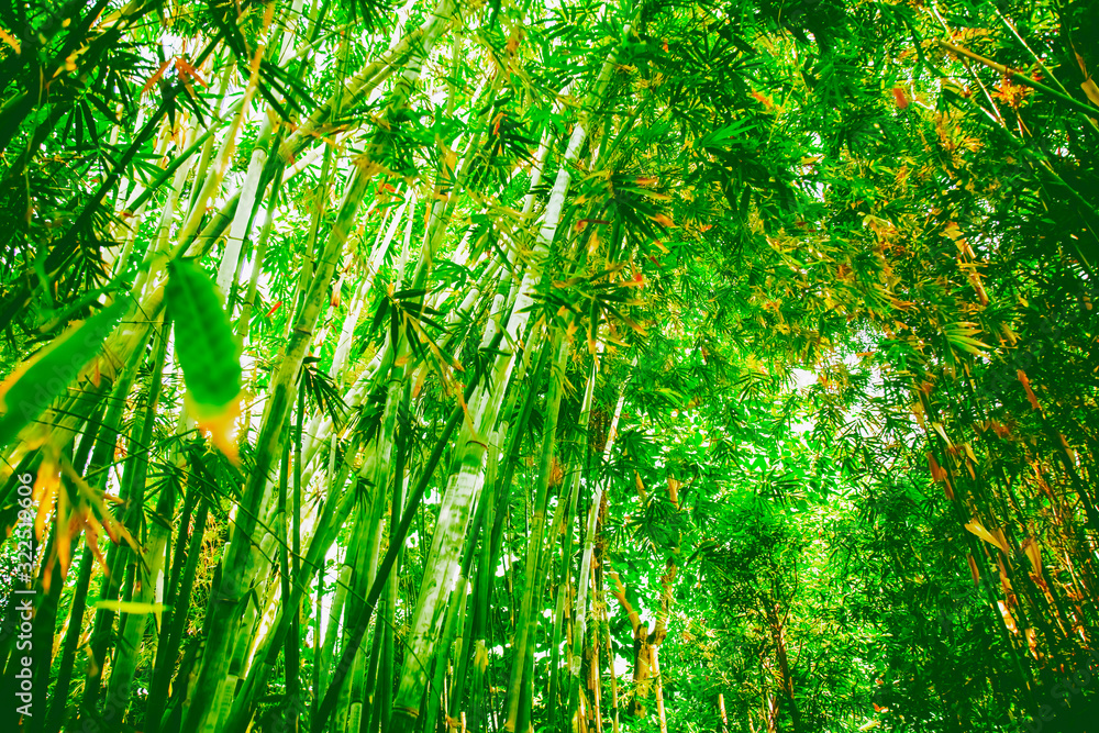 Green beautiful wild landscape of bamboo forest in the sun light Green beautiful wild landscape of bamboo forest in the sun light