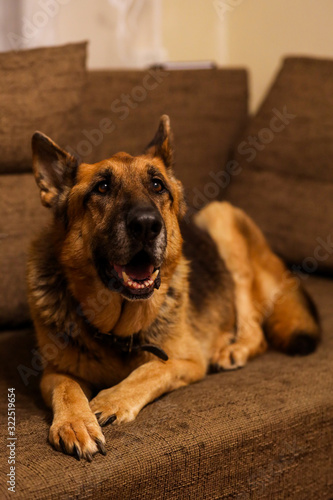 Beautiful German Shepherd dog sitting on an grey sofa.