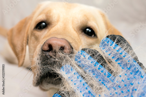 Photography Shedding dogs, grooming animals, grooming dogs