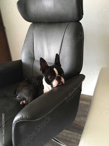 Boston Terrier Sleeping On His Chair