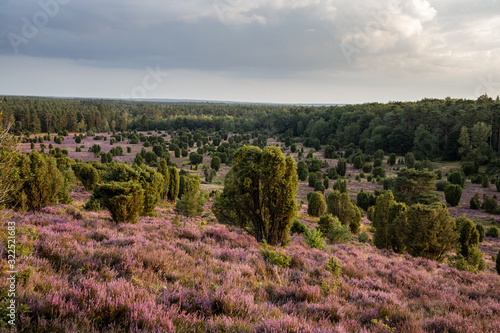 Lüneburger Heide, Heideblühte 