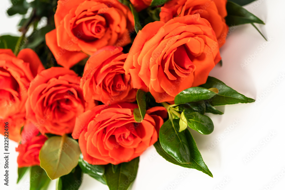 Obraz premium Red roses