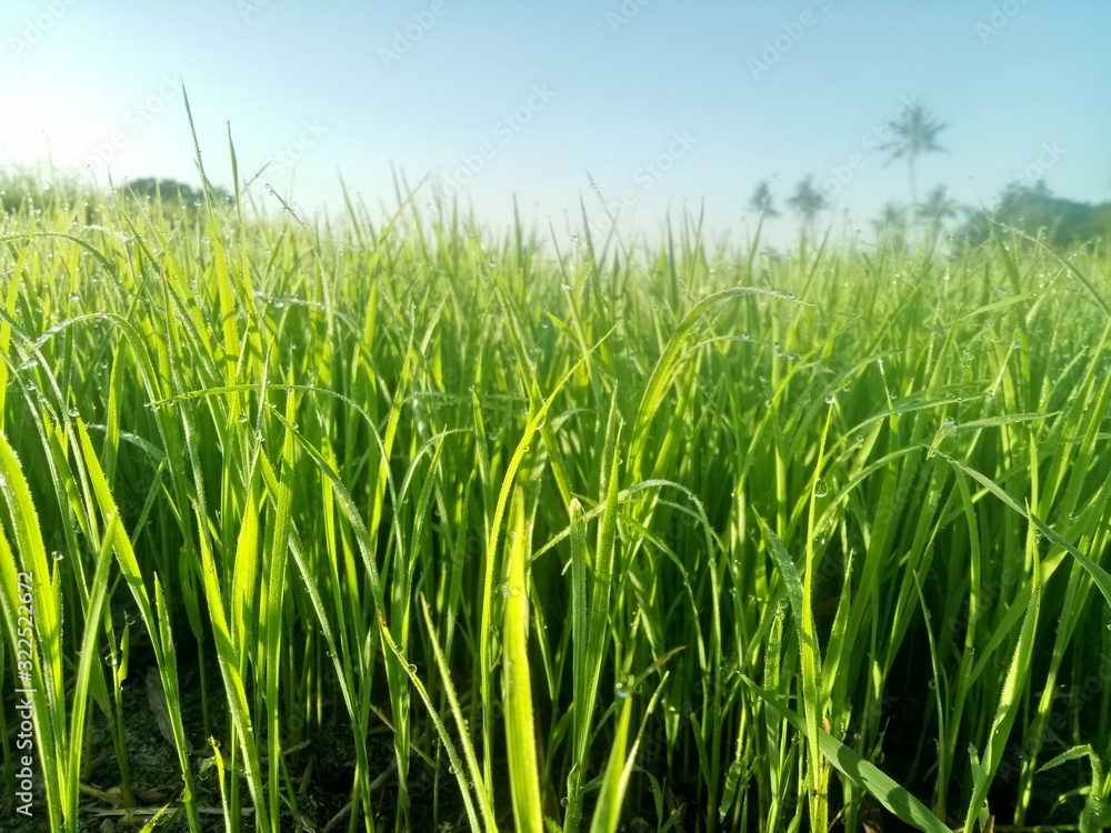 paddy crops in the morning with dew and very cold air illuminated by the morning sun