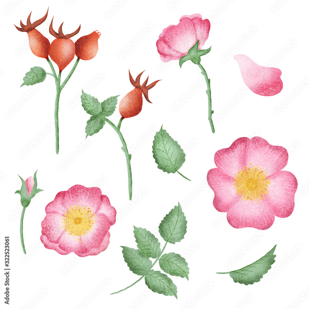 Hand drawn isolated wild rose flowers and rose hip berries elements. Rose hip illustration clipart. Wild roses flowers. Botanical illustration set.
