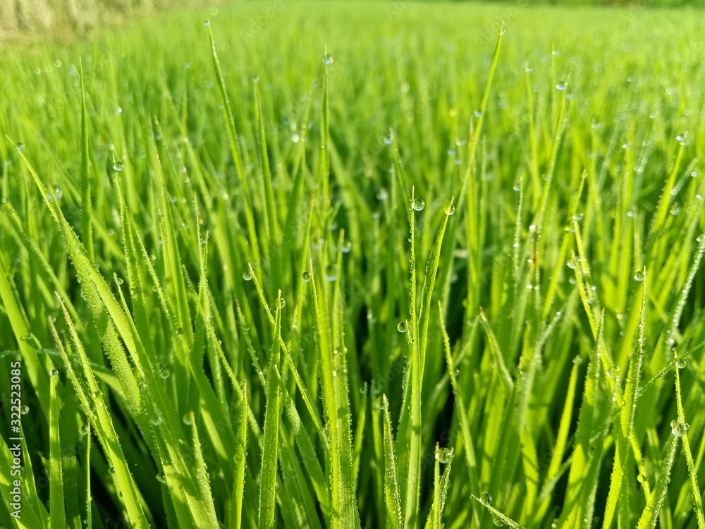 paddy crops in the morning with dew and very cold air illuminated by the morning sun paddy crops in the morning with dew and very cold air illuminated by the morning sun