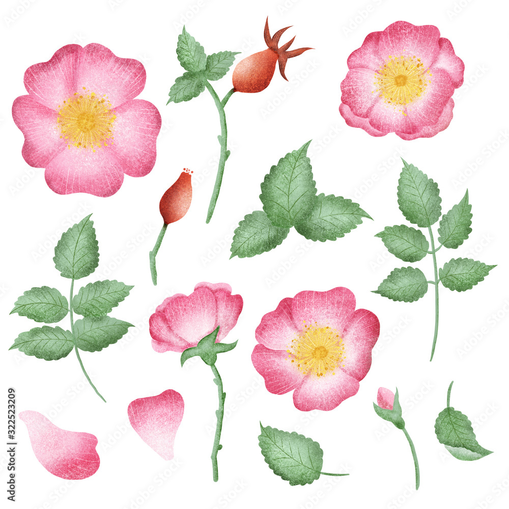 Hand drawn isolated wild rose flowers and rose hip berries elements. Rose hip illustration clipart. Wild roses flowers. Botanical illustration set. Hand drawn isolated wild rose flowers and rose hip berries elements. Rose hip illustration clipart. Wild roses flowers. Botanical illustration set.