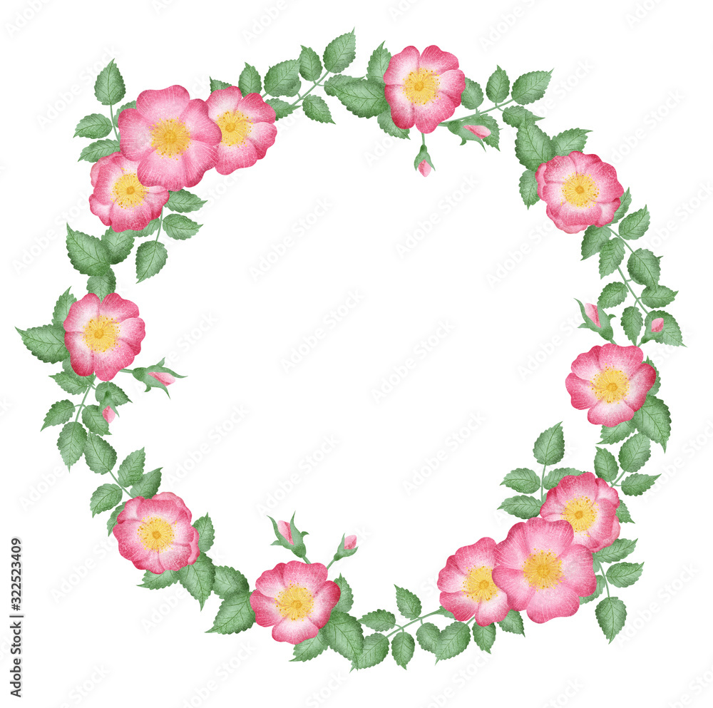 Hand drawn isolated wild rose flowers wreath. Rose hip illustration composition. Wild roses flowers. Botanical illustration. Floral arrangement circle frame. 