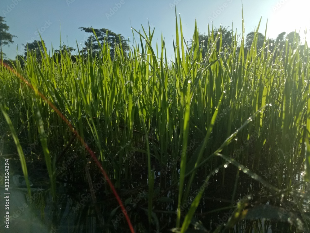Fototapeta premium paddy crops in the morning with dew and very cold air illuminated by the morning sun