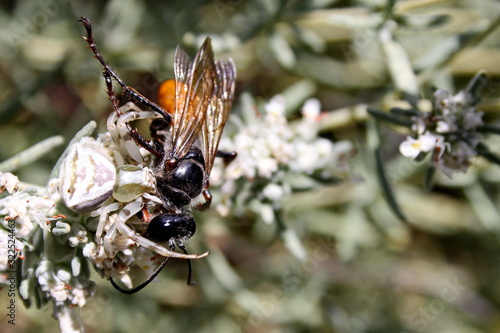  Insect (Sphex funerarius) became the prey of the spider (Misumena vatia)