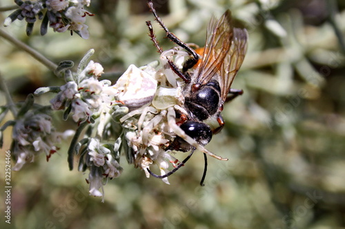  Insect (Sphex funerarius) became the prey of the spider (Misumena vatia)