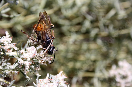  Insect (Sphex funerarius) became the prey of the spider (Misumena vatia)