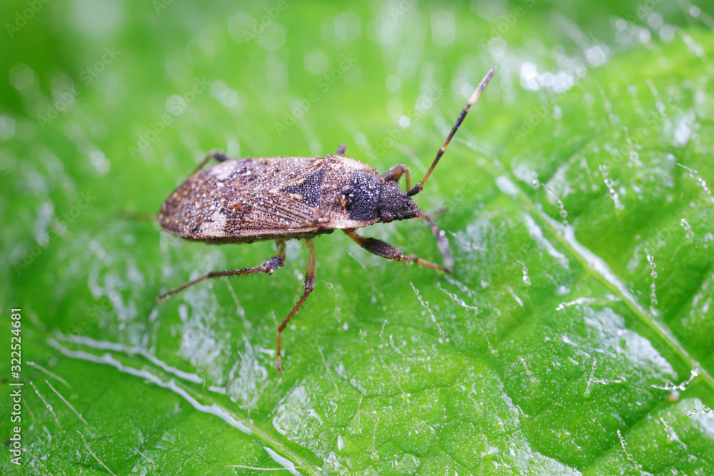 Stink bug on green leaves, North China Stink bug on green leaves, North China
